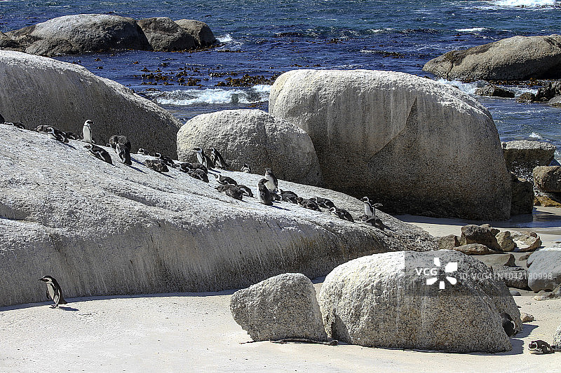 沙滩岩石上的非洲企鹅图片素材