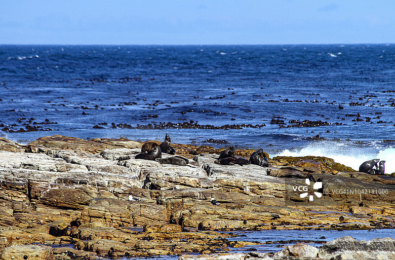 岩石上的非洲企鹅图片素材