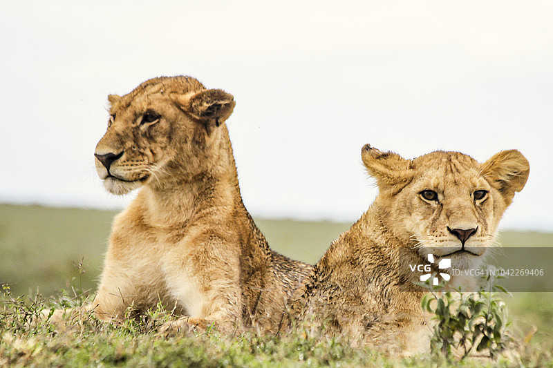 两只可爱的小狮子图片素材