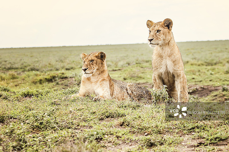 两只可爱的小狮子图片素材