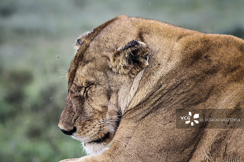 休息中的南非母狮特写图片素材