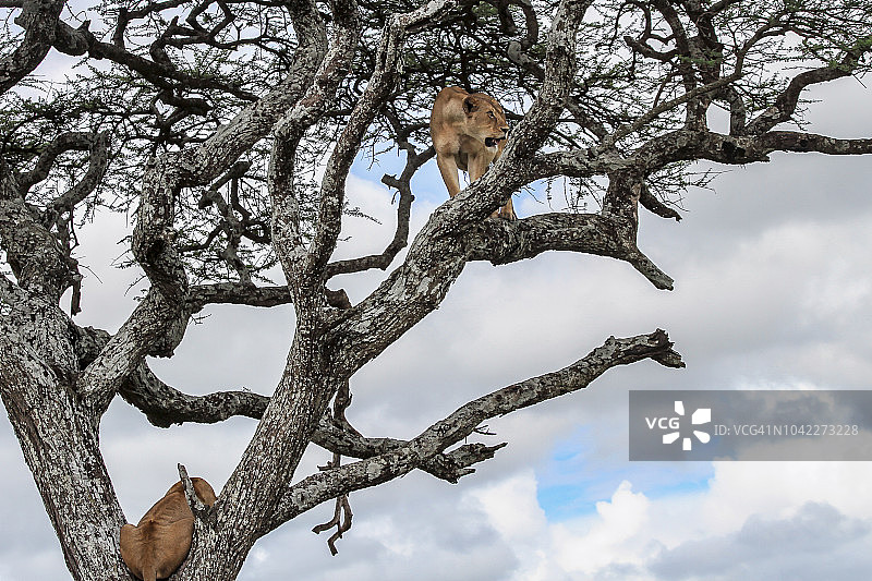 母狮与狮群在金合欢树上图片素材