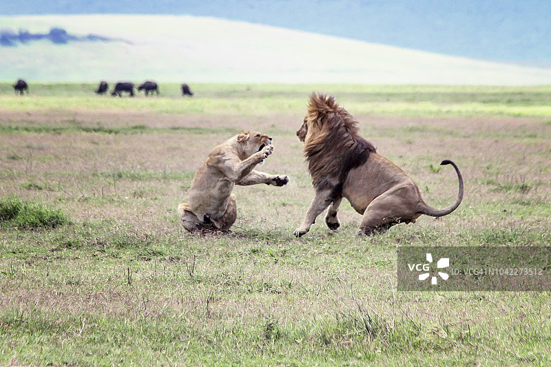东非狮子搏斗图片素材