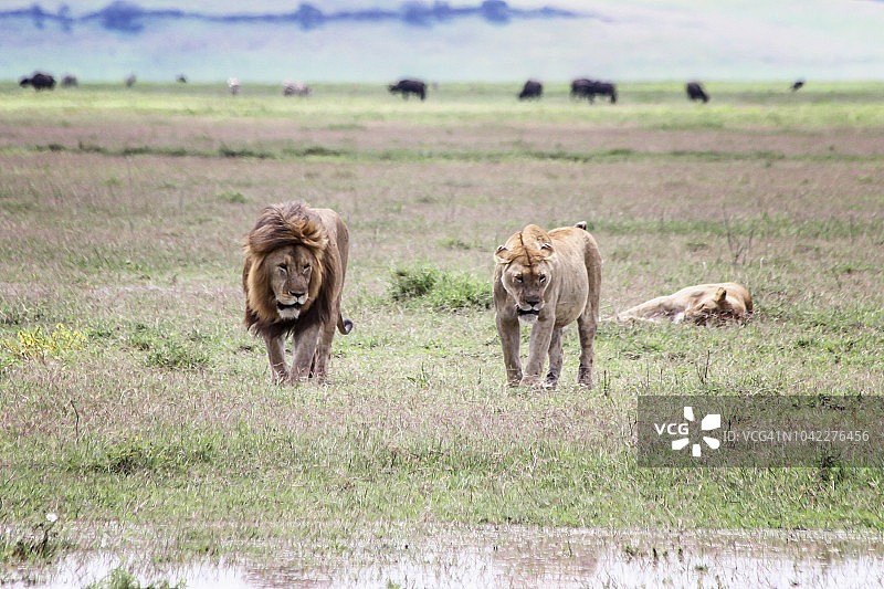 东非狮群图片素材