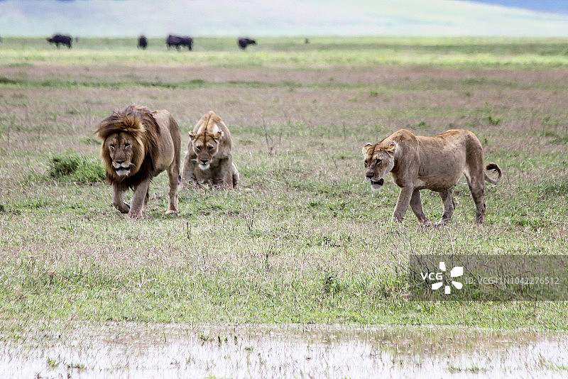 大型东非狮图片素材