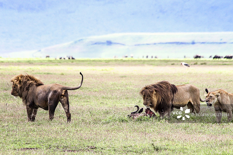 正在猎捕动物的狮子图片素材