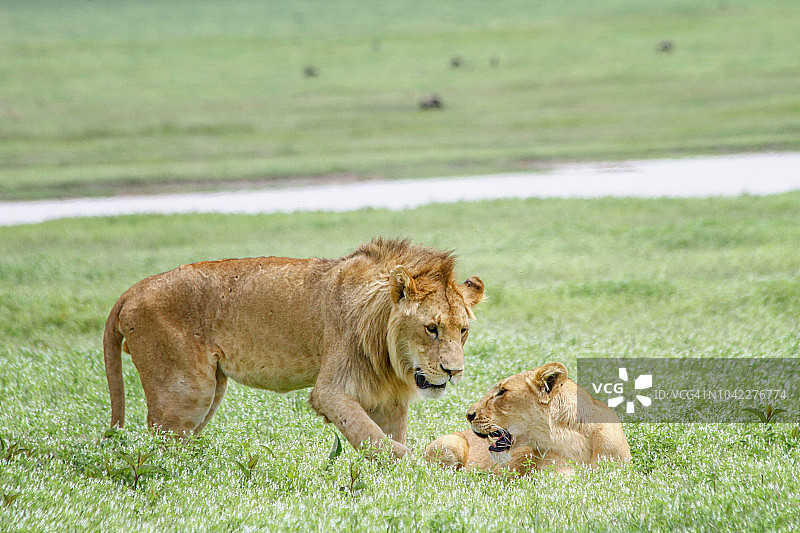 雄伟的雄狮和雌狮图片素材