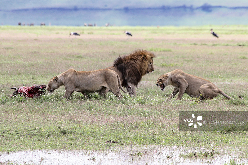 狮子正在吃捕获的猎物图片素材