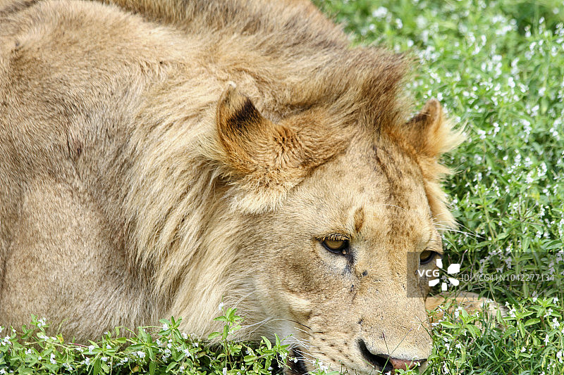 雄伟的狮子休憩图片素材