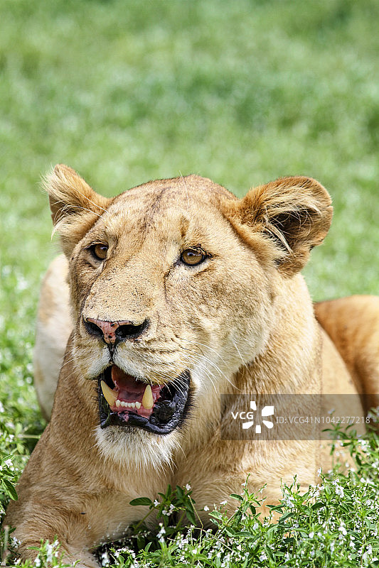 母狮特写镜头图片素材