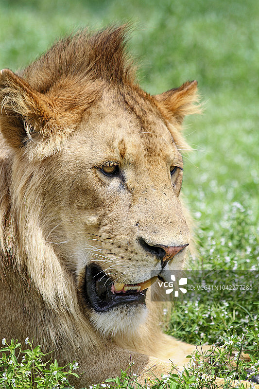 雄伟的狮子休憩图片素材