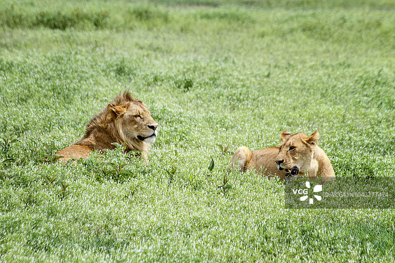 雄伟的雄狮和雌狮图片素材