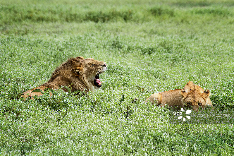 雄伟的雄狮和雌狮图片素材