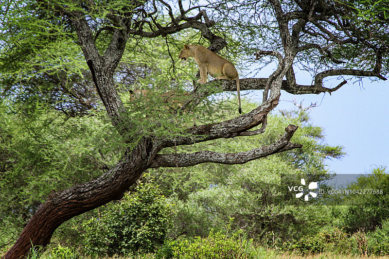树上的母狮图片素材
