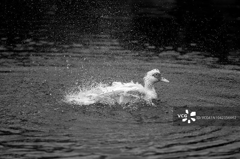鸭子野生动物，鸭子轻拂池塘水面，动物概念图片素材