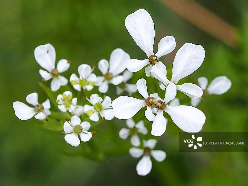 维纳斯梳子图片素材