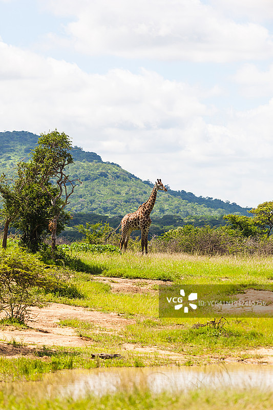 南非夸祖鲁-纳塔尔省赫卢赫卢韦- इम्फोलोजी公园灌木丛中的一只幼年长颈鹿图片素材