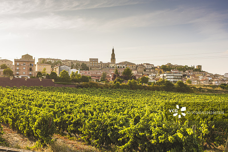 西班牙里奥哈的葡萄园图片素材