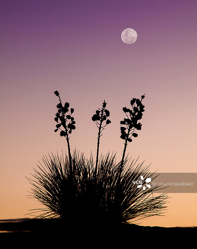 白沙国家纪念碑丝兰剪影图片素材
