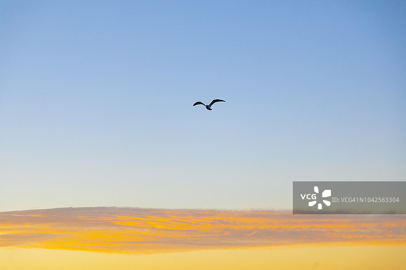 阳光洒满天空，鸟儿开始第一次飞翔图片素材