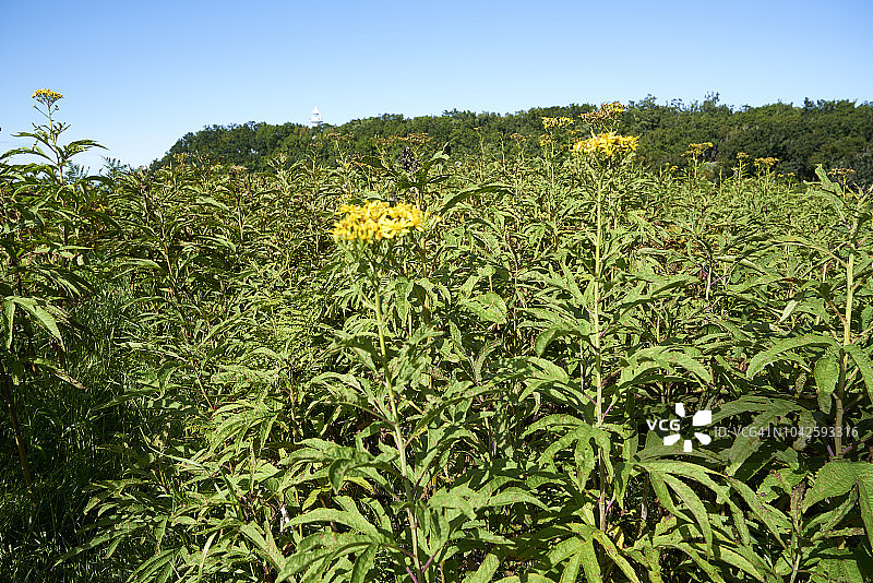 日本北海道知床国家公园的荒野与自然风光图片素材
