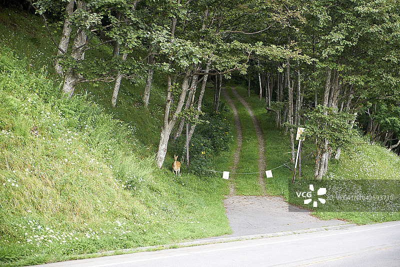 北海道知床国家公园的野生鹿图片素材