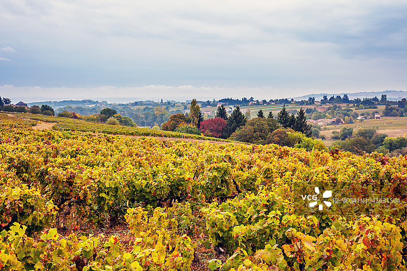 博若莱葡萄酒产区的葡萄园，法国图片素材