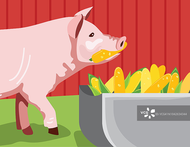 卡通猪在农场的槽里吃玉米图片素材