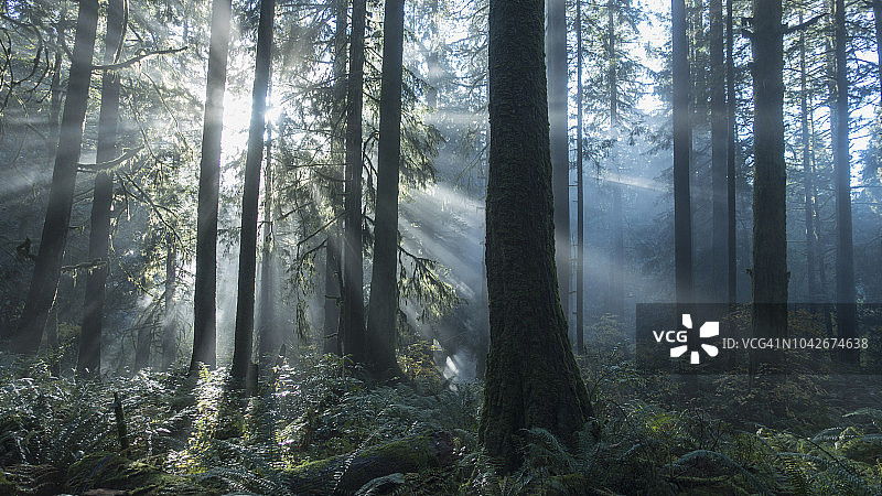 阳光照耀下的森林树木图片素材