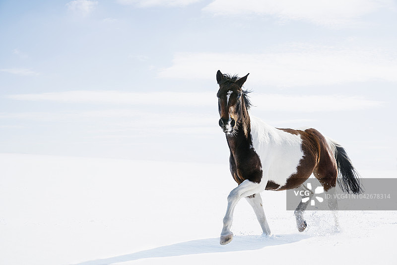 在雪地里奔跑的棕色和白色骏马图片素材