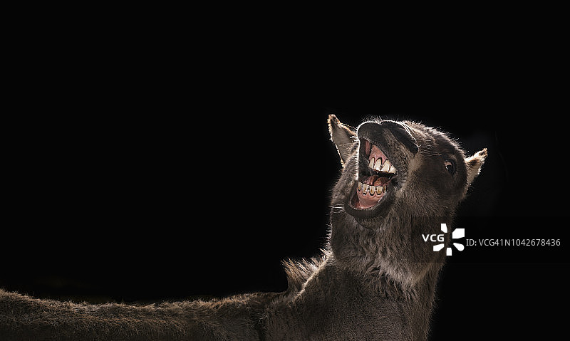 影棚拍摄：黑色背景上露出牙齿的驴图片素材