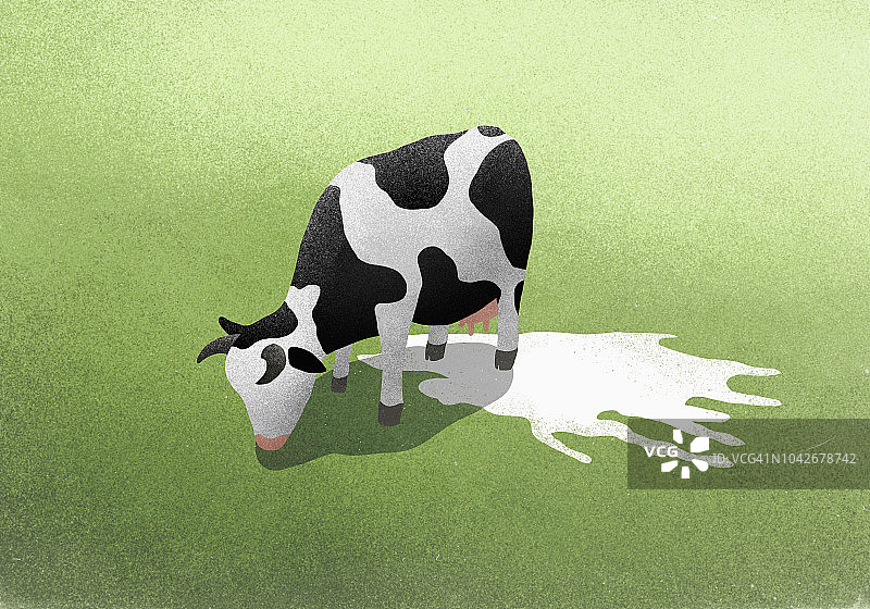 吃草奶牛旁的牛奶水坑图片素材