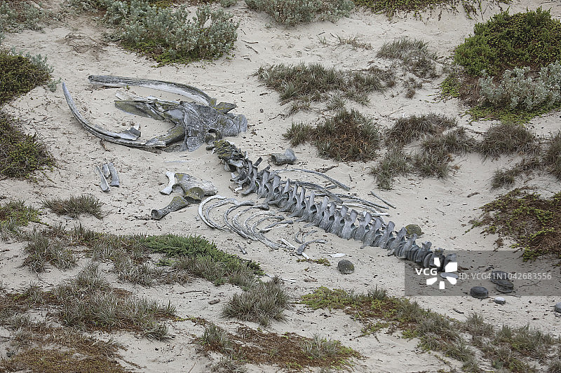 沙地上的动物骨骼图片素材