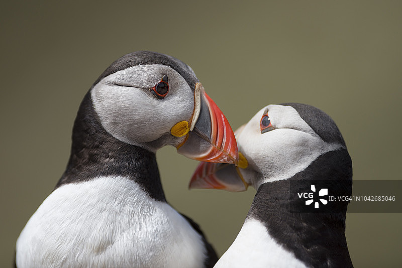 英国威尔士，两只大西洋海鹦图片素材
