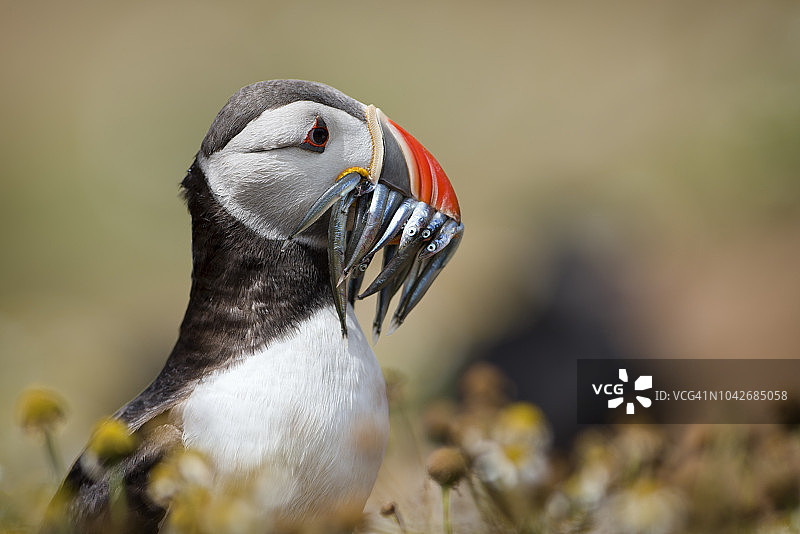 英国威尔士，手持猎物的海鹦肖像图片素材