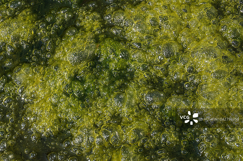 潮池中带有气泡的绿藻图片素材