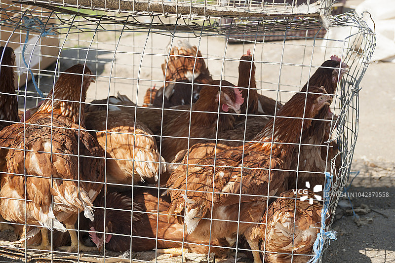 市场上金属笼子里的公鸡图片素材