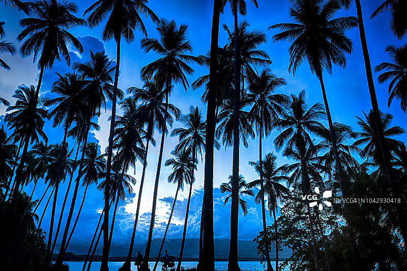 菲律宾棉兰老岛的椰子树图片素材