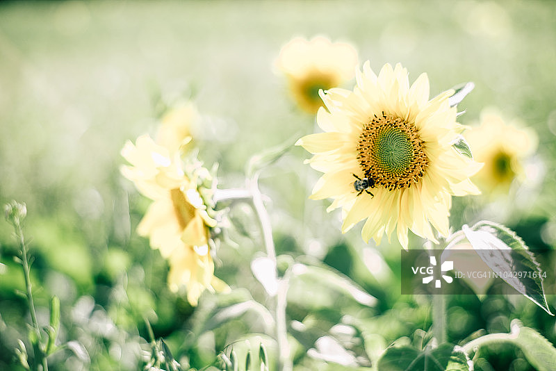 向日葵图片素材