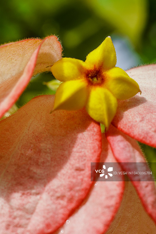 黄色小花图片素材