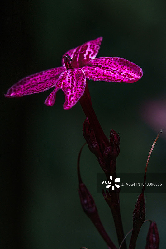 紫色的花图片素材