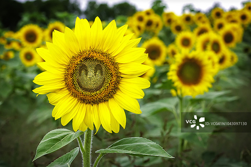 滑稽的向日葵图片素材