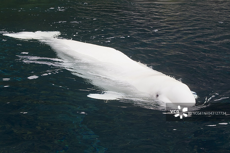 带着两只幼崽的棕色（灰熊）母亲图片素材