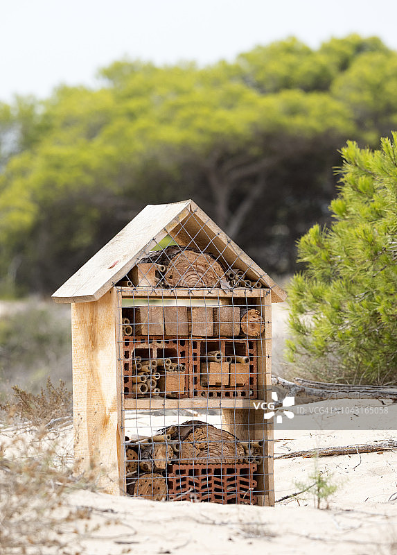 松树干上的昆虫旅馆，位于西班牙瓦伦西亚社区的Pinet自然保护区沙丘地区图片素材