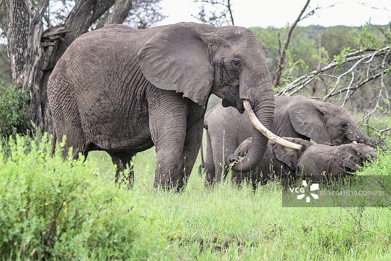 妈妈和年轻的非洲灰象图片素材