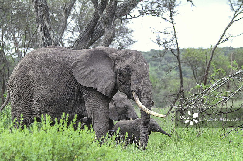 母亲和非洲小红象走路图片素材