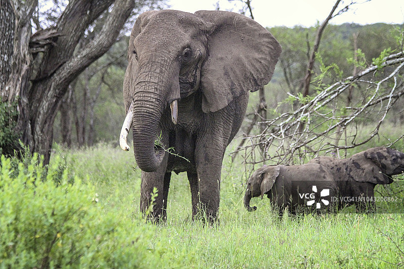 妈妈和年轻的非洲灰象图片素材
