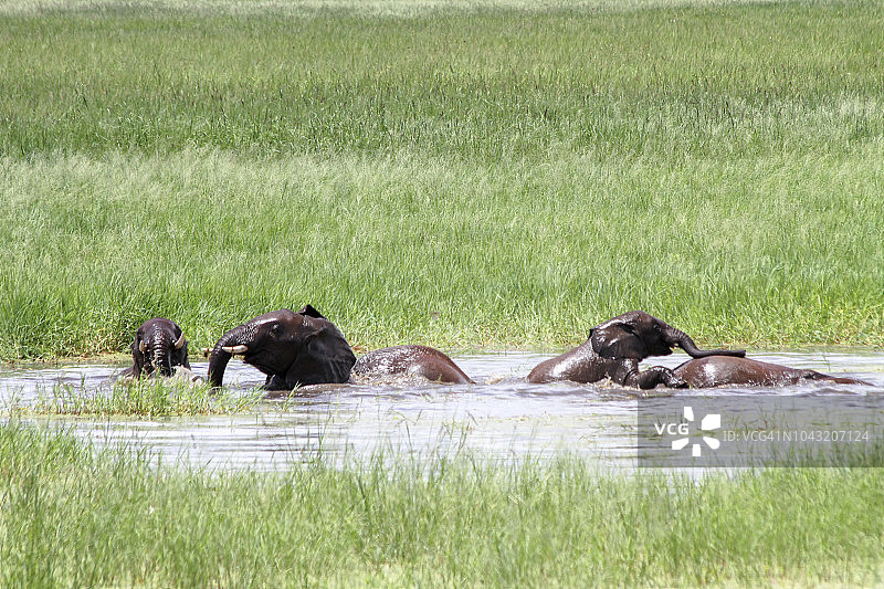 一群非洲小象图片素材