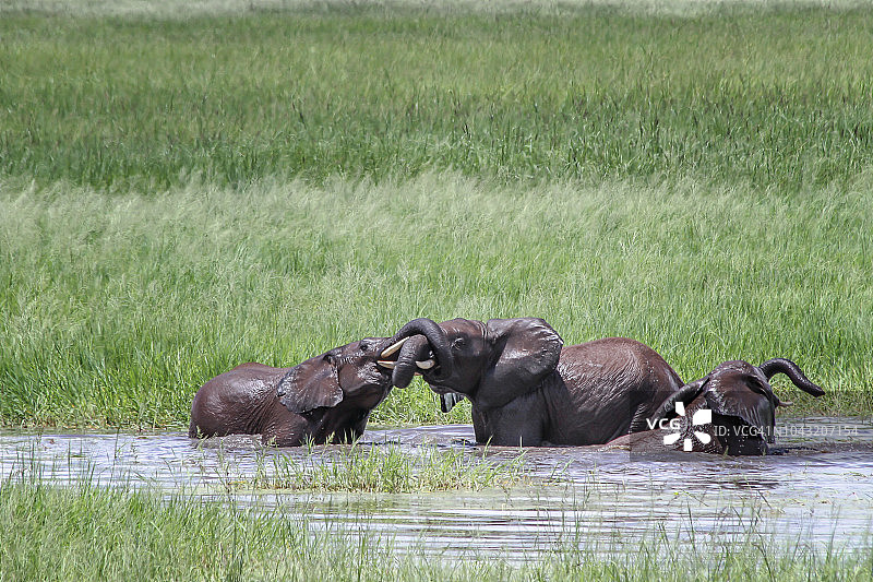一群非洲小象图片素材