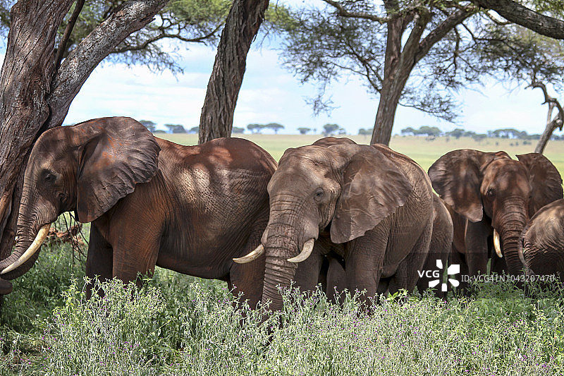 一群非洲红象图片素材